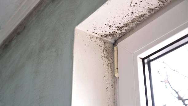 Best Attic Mold Removal  in Walden, TN