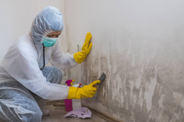 Best Crawl Space Mold Removal  in Walden, TN
