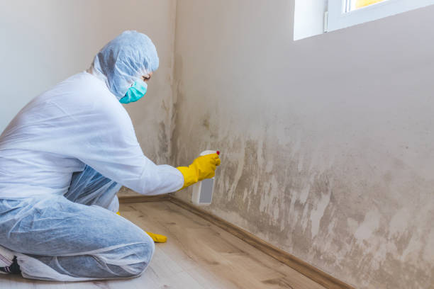 Mold Removal Process in Walden, TN