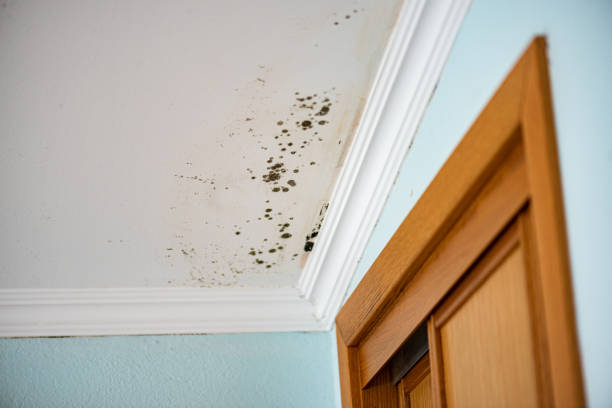 Best Mold Damage Repair  in Walden, TN