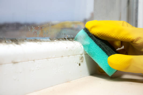 Best Black Mold Removal  in Walden, TN