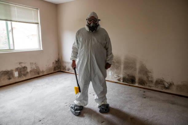 Best Attic Mold Removal  in Walden, TN
