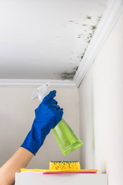 Best Commercial Mold Removal  in Walden, TN