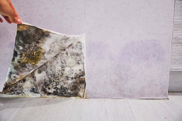Best Professional Mold Removal  in Walden, TN